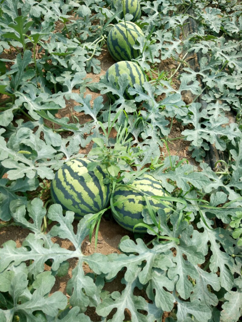 正宗西瓜一手货源量大从优