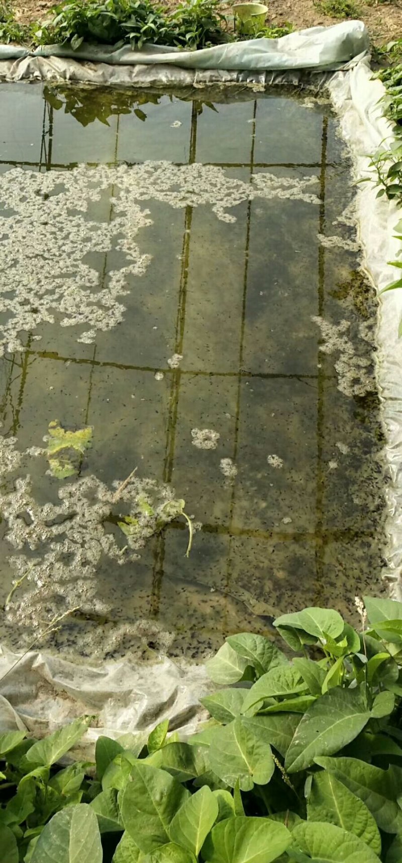 蝌蚪特别大，非常好，订购蝌蚪客户，抓紧时间，过期没有