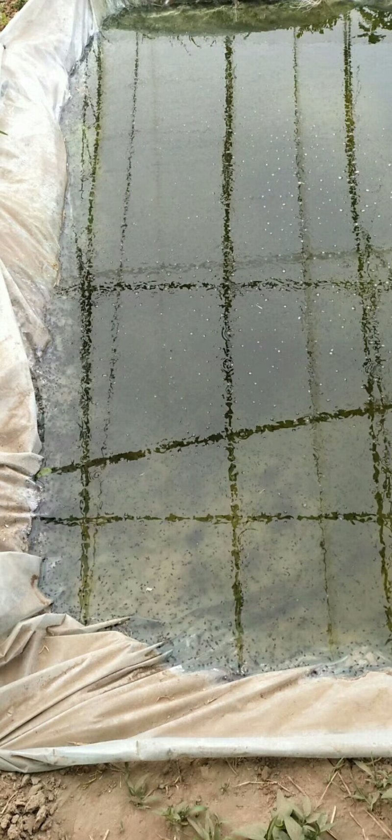 蝌蚪特别大，非常好，订购蝌蚪客户，抓紧时间，过期没有