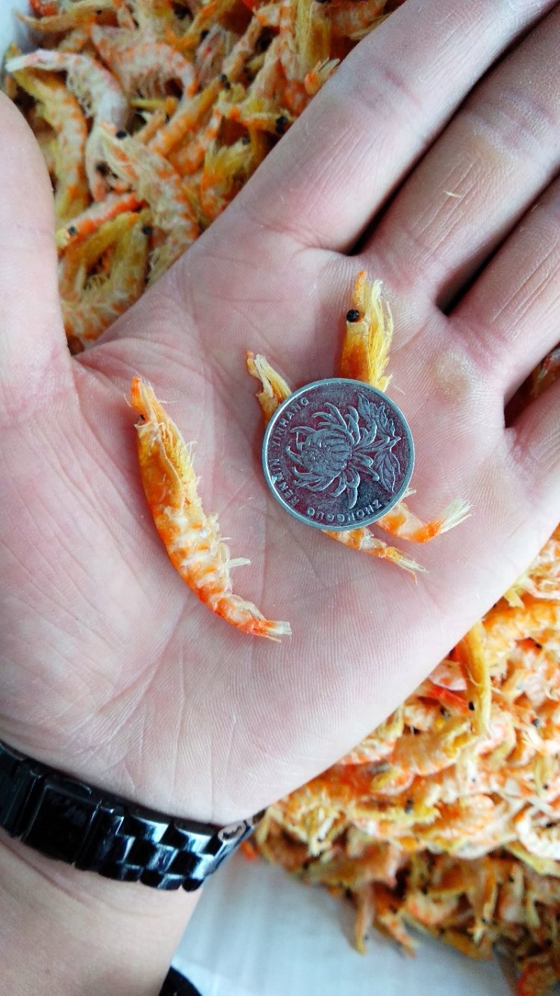 南极鳞虾