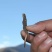 新鲜虫草0.5-0.6克