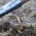 新鲜虫草0.5-0.6克