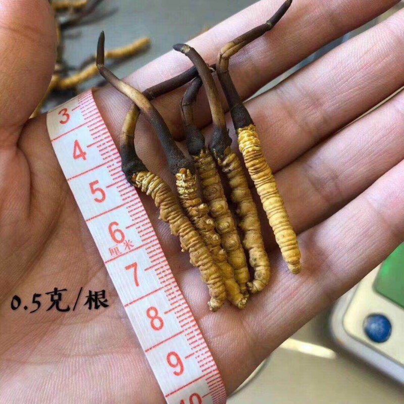 新鲜虫草0.5-0.6克