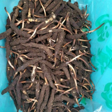 新鲜虫草0.5-0.6克