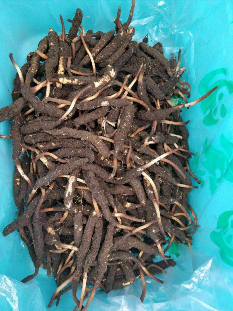 新鲜虫草0.5-0.6克