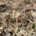 新鲜虫草0.5-0.6克