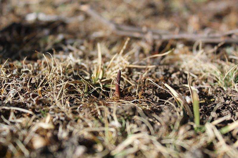 新鲜虫草0.5-0.6克