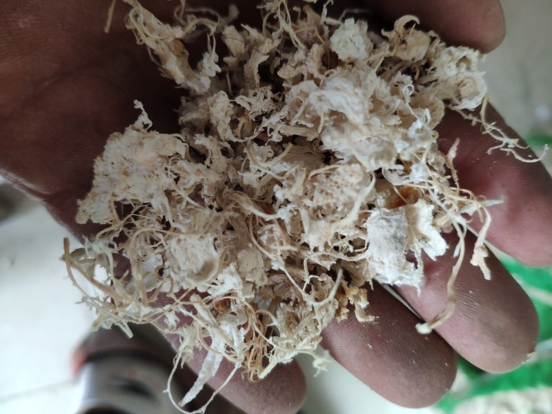 橘络橘子内皮丝货好量大要多了有优惠
