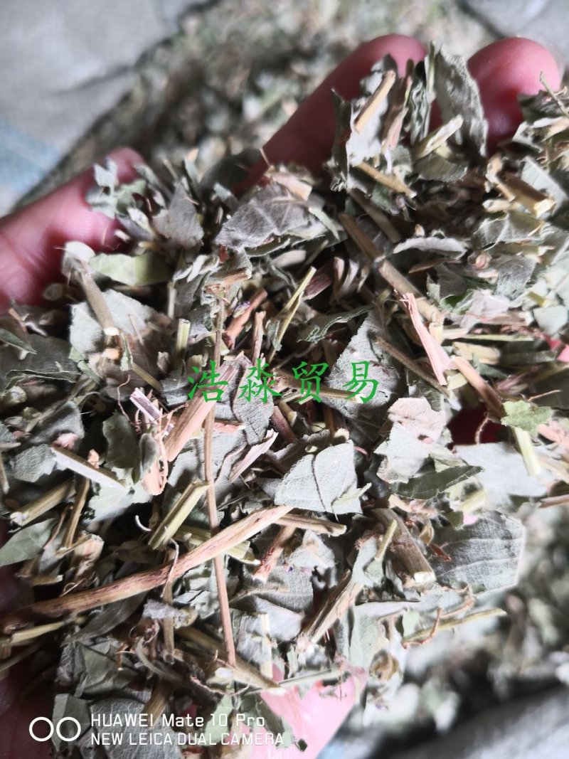 大叶金钱草干货人工种植散装量大从优