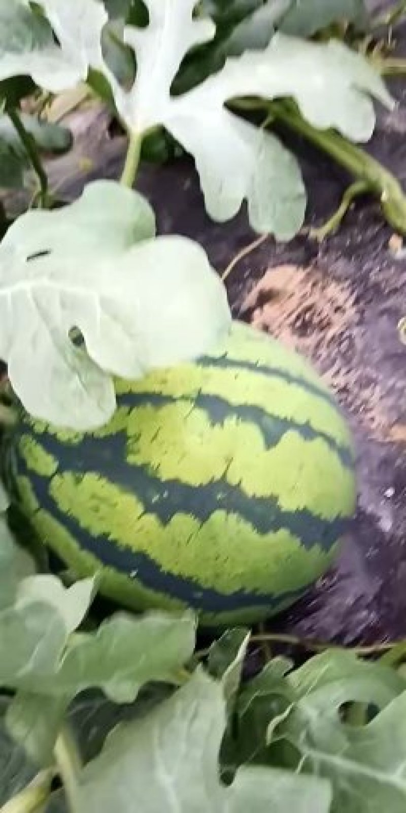 西瓜