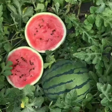 西瓜