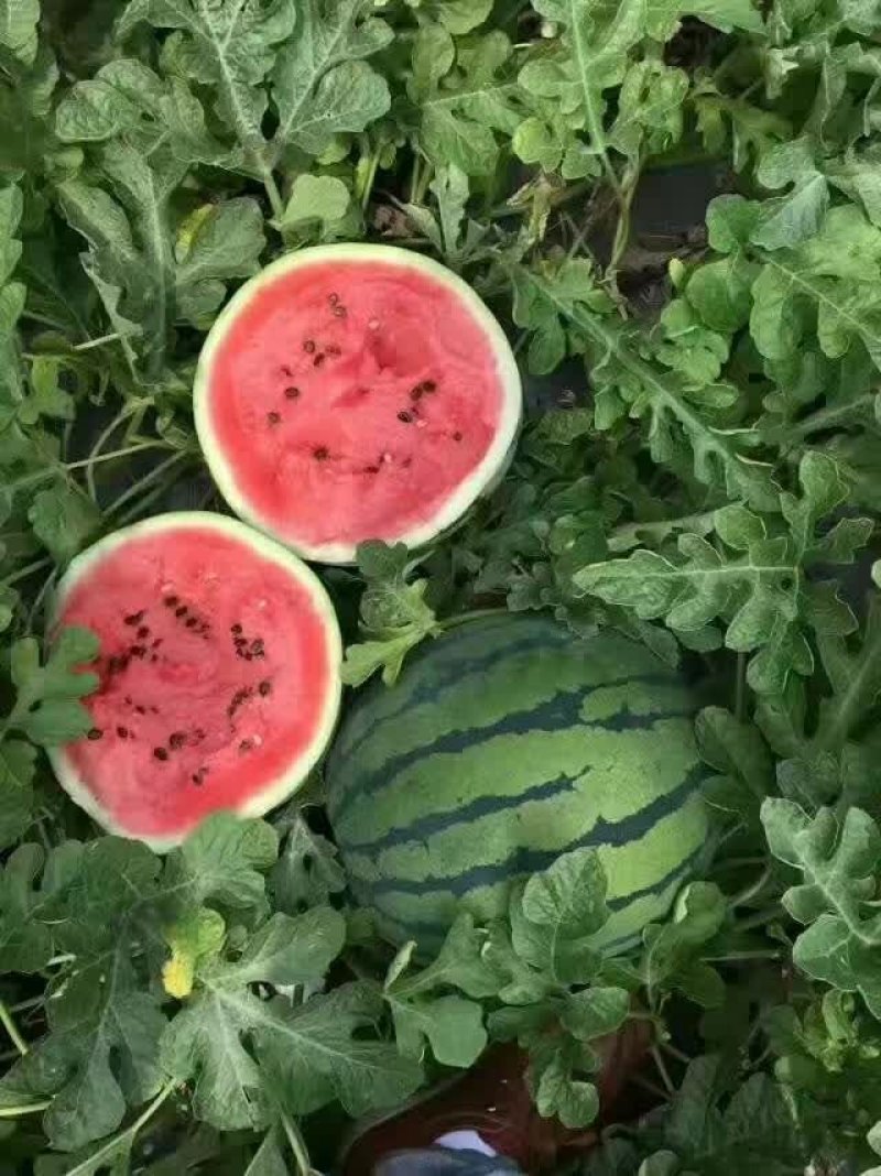 西瓜