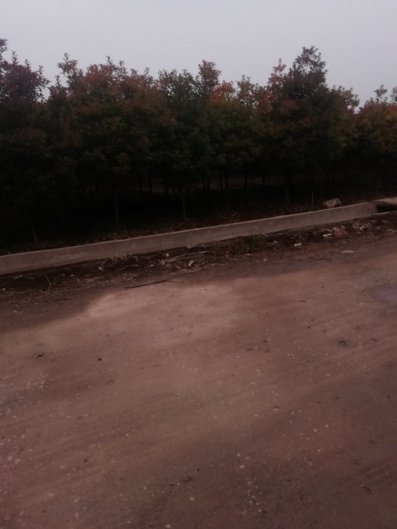 红叶石楠，树形好部分腾地处理