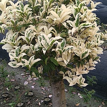 彩叶桂花