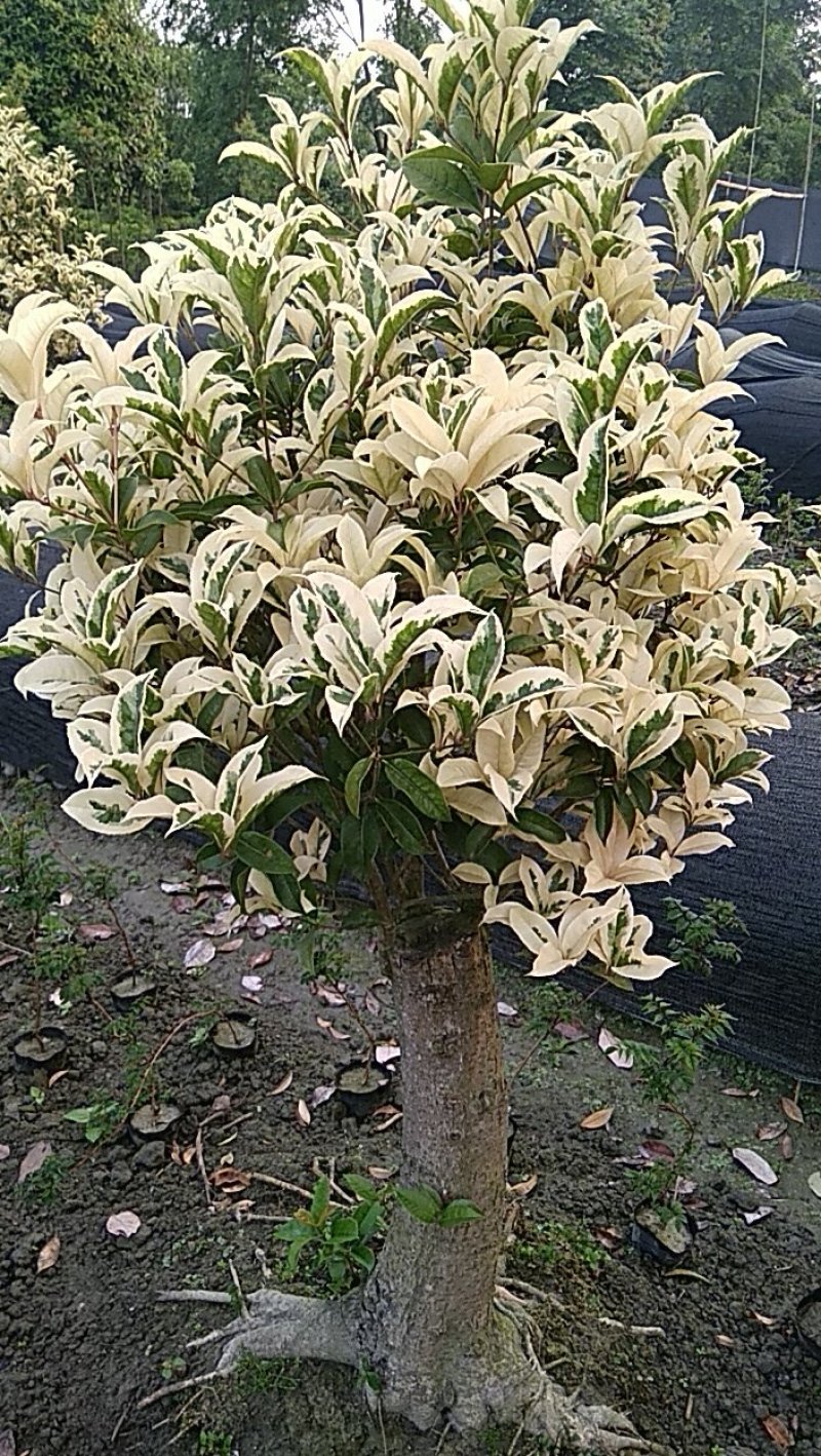 彩叶桂花