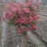 彩叶桂花