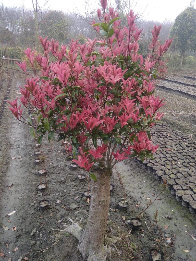彩叶桂花