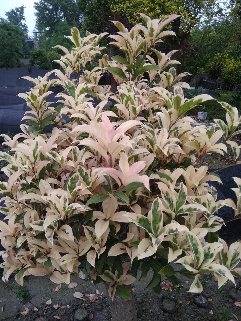 彩叶桂花