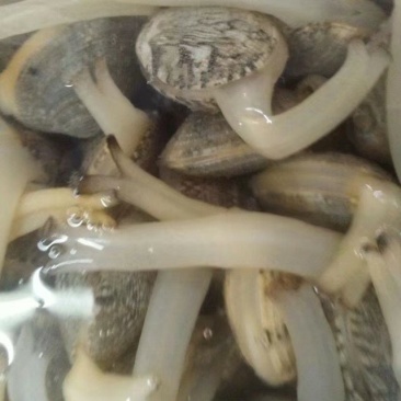 青岛无沙花蛤，东北大连花蛤
