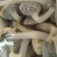 青岛无沙花蛤，东北大连花蛤