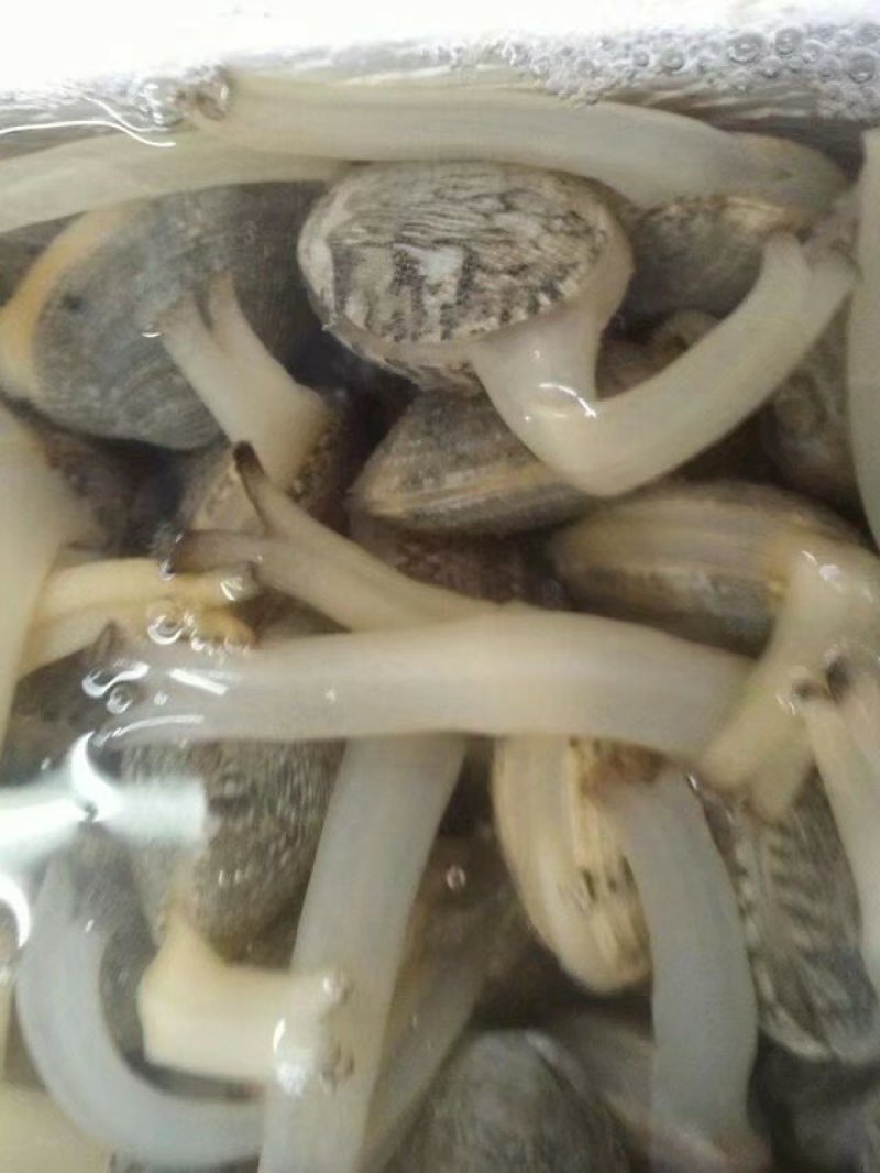 青岛无沙花蛤，东北大连花蛤