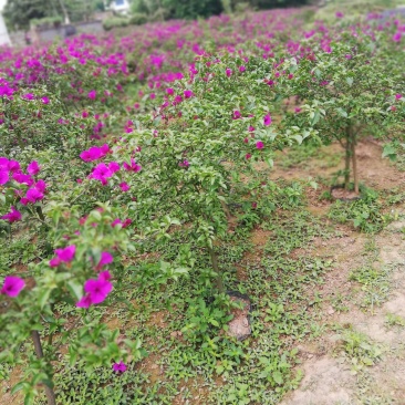 三角梅批发