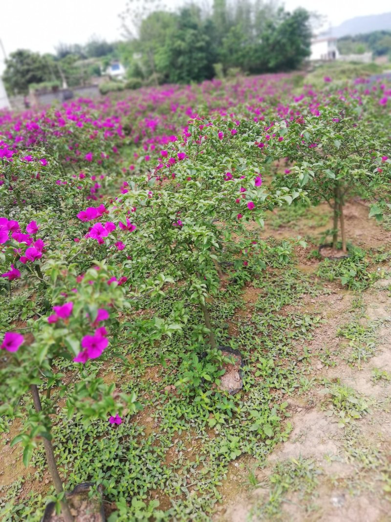 三角梅批发