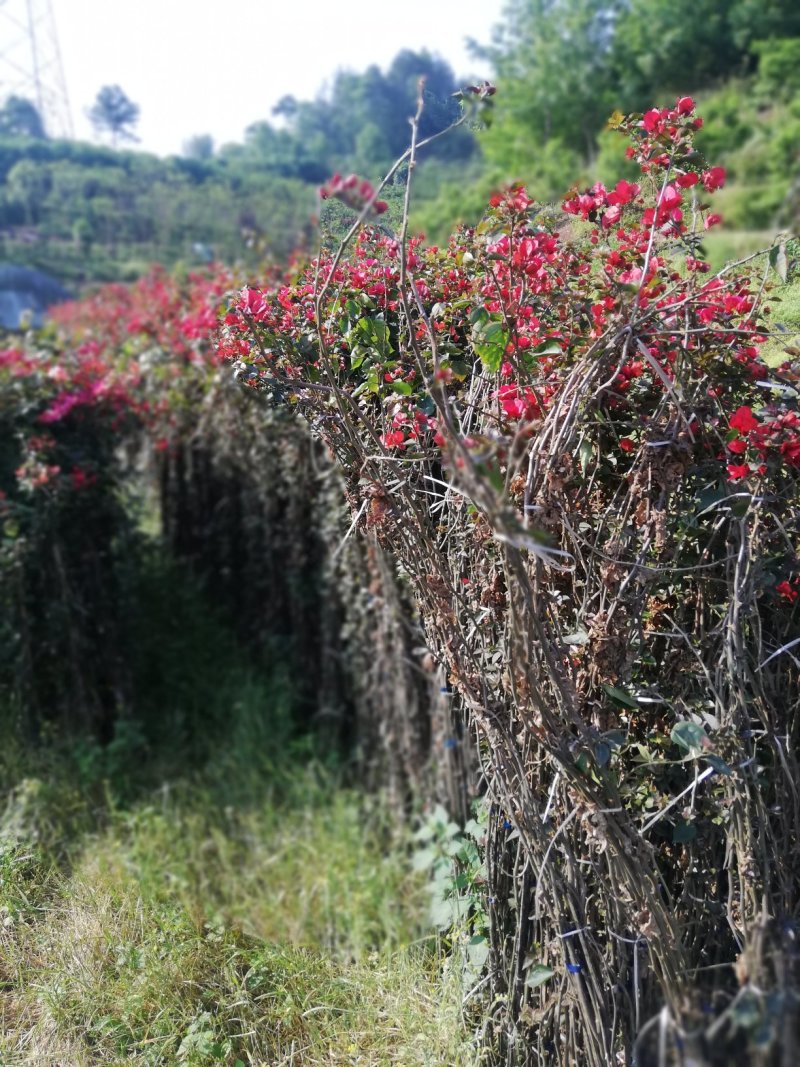 三角梅批发