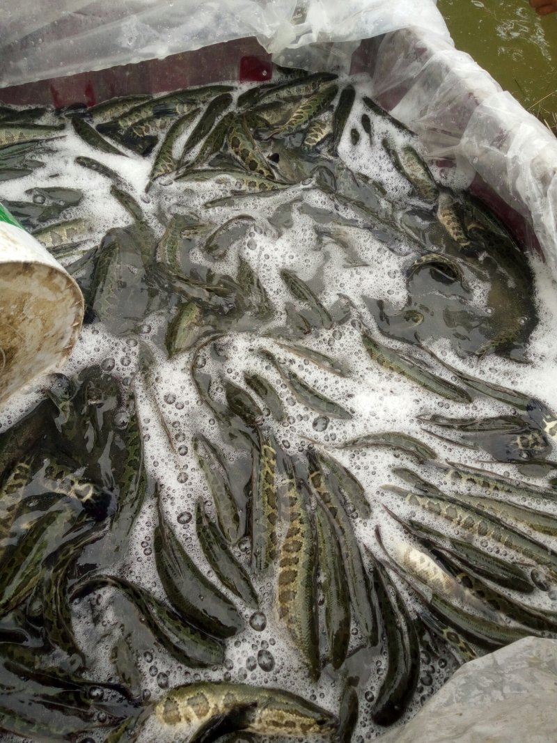本地黑鱼苗正在大量出售中，需要请联系价格不高