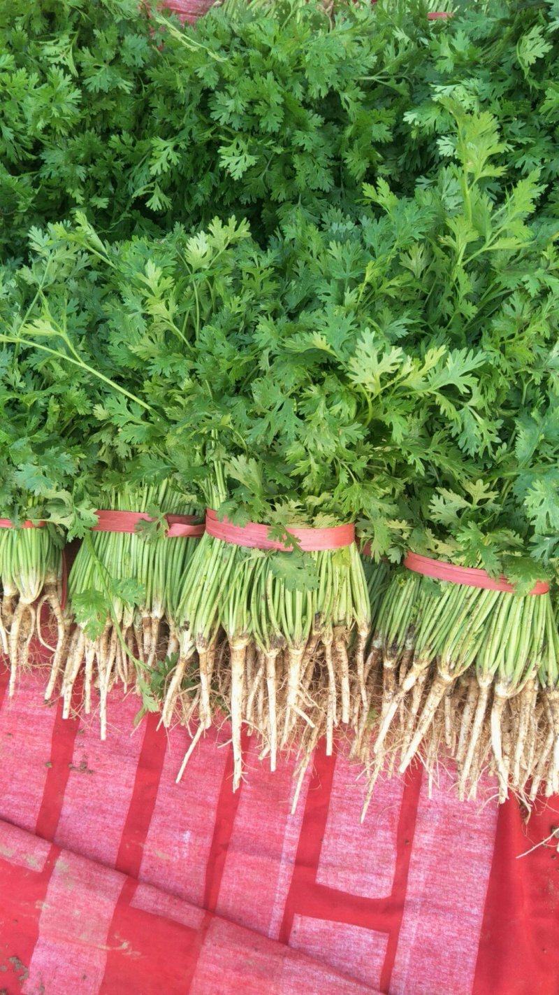 铁杆香菜，大量上市啦