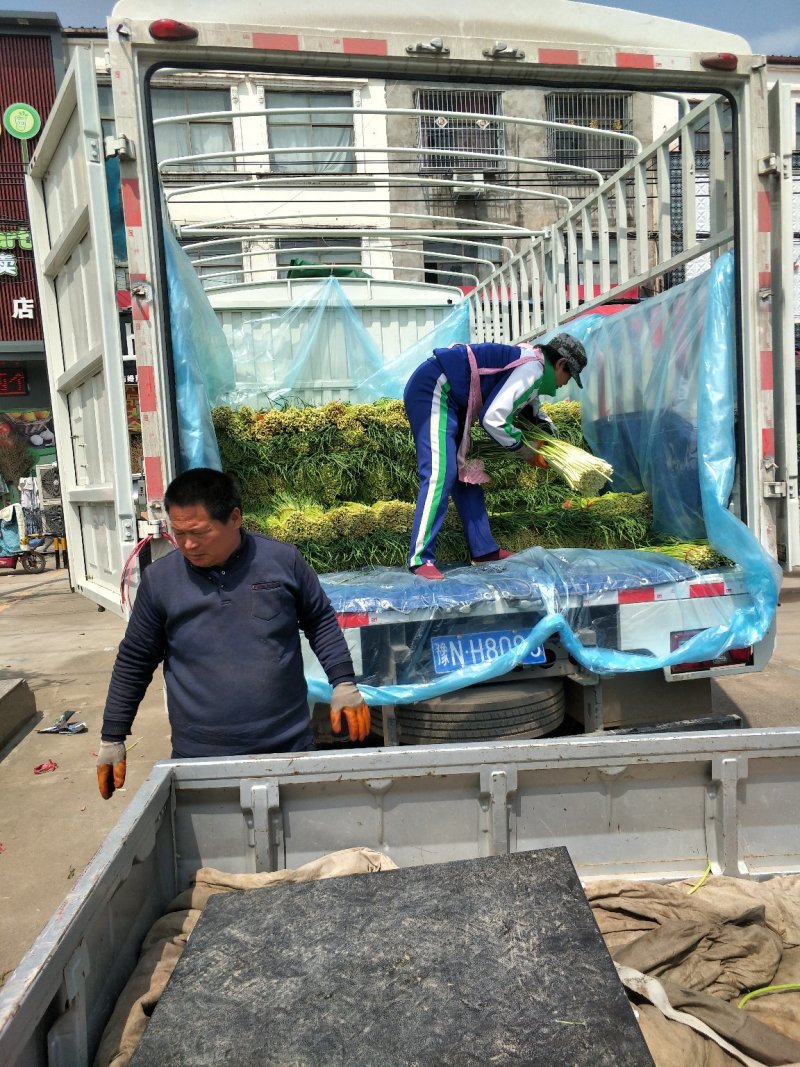 诚信经营：河南，优质红帽蒜薹，白帽蒜苔大量上市，量大从优