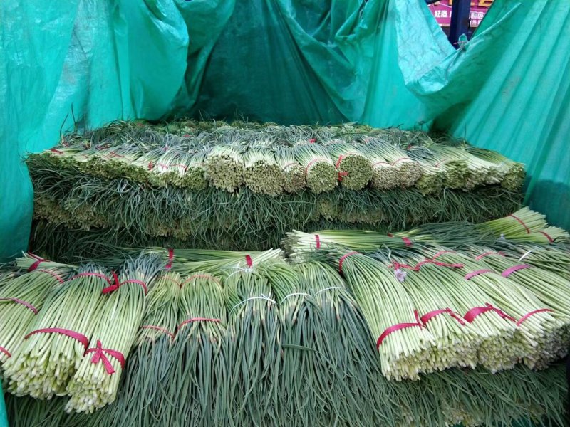 诚信经营：河南，优质红帽蒜薹，白帽蒜苔大量上市，量大从优
