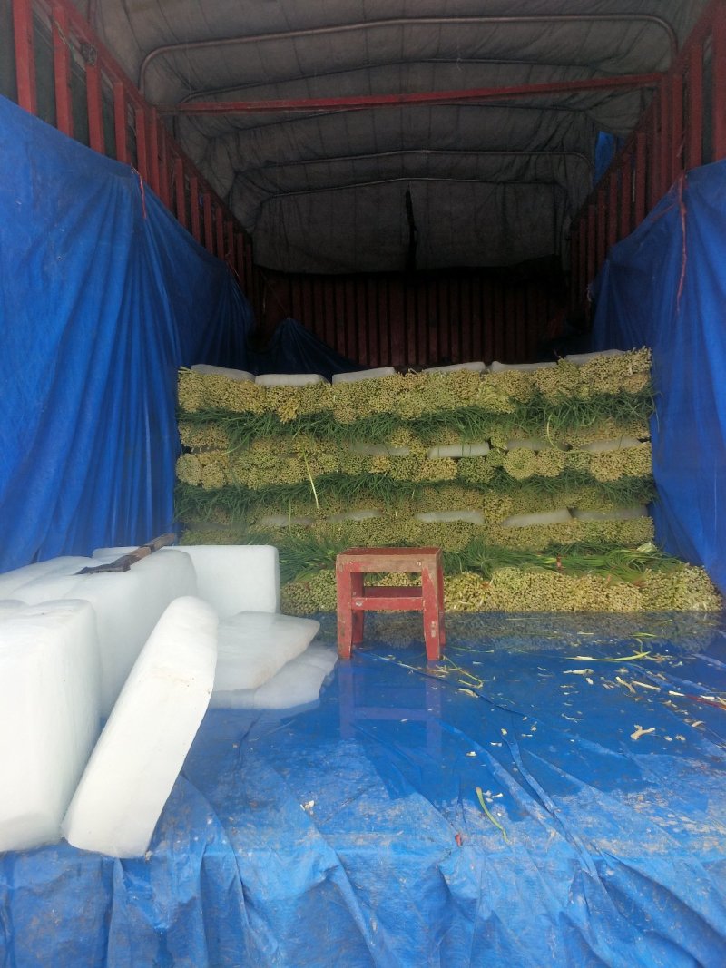 诚信经营：河南，优质红帽蒜薹，白帽蒜苔大量上市，量大从优
