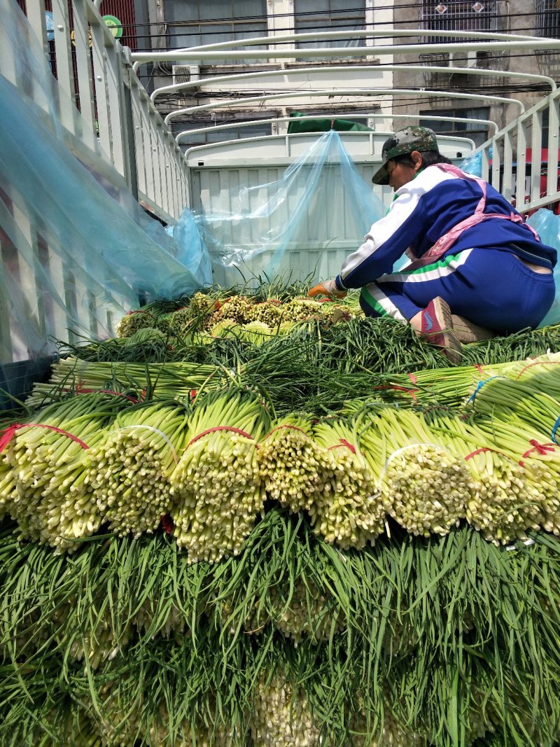 诚信经营：河南，优质红帽蒜薹，白帽蒜苔大量上市，量大从优