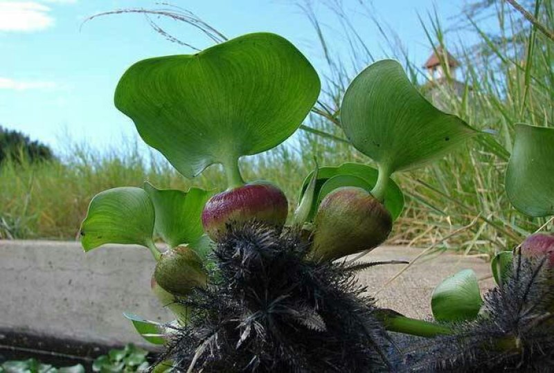 永信水生植物凤眼蓝学名水葫芦基地直销当年开花签合同包