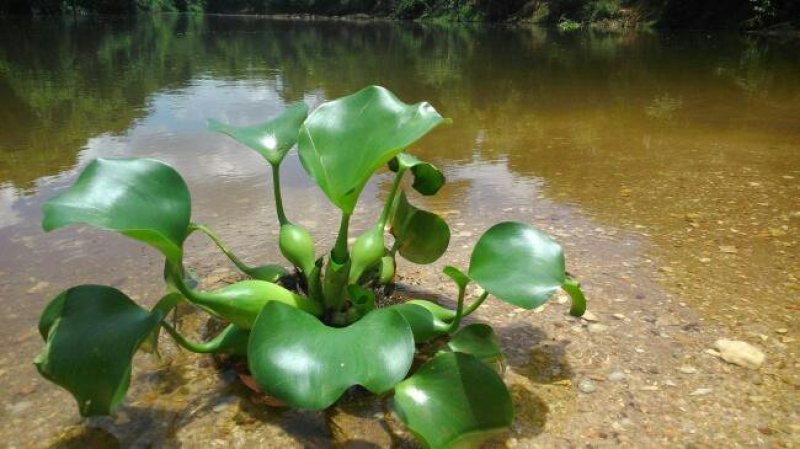 永信水生植物凤眼蓝学名水葫芦基地直销当年开花签合同包