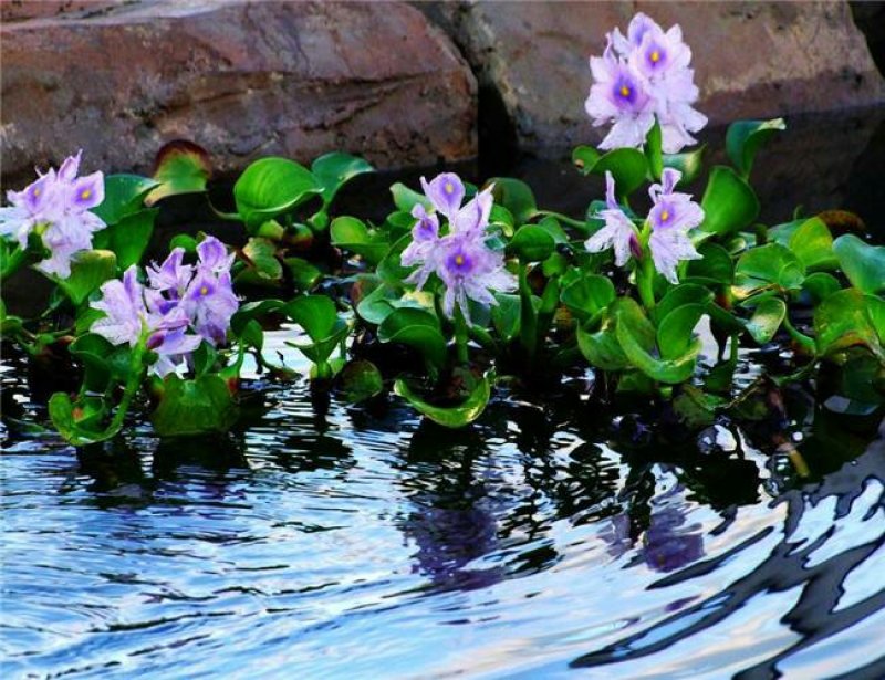 永信水生植物凤眼蓝学名水葫芦基地直销当年开花签合同包