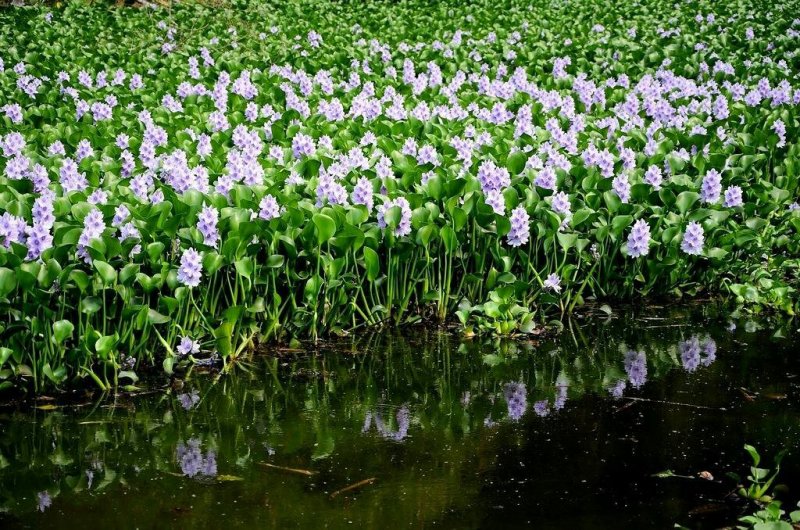 永信水生植物凤眼蓝学名水葫芦基地直销当年开花签合同包