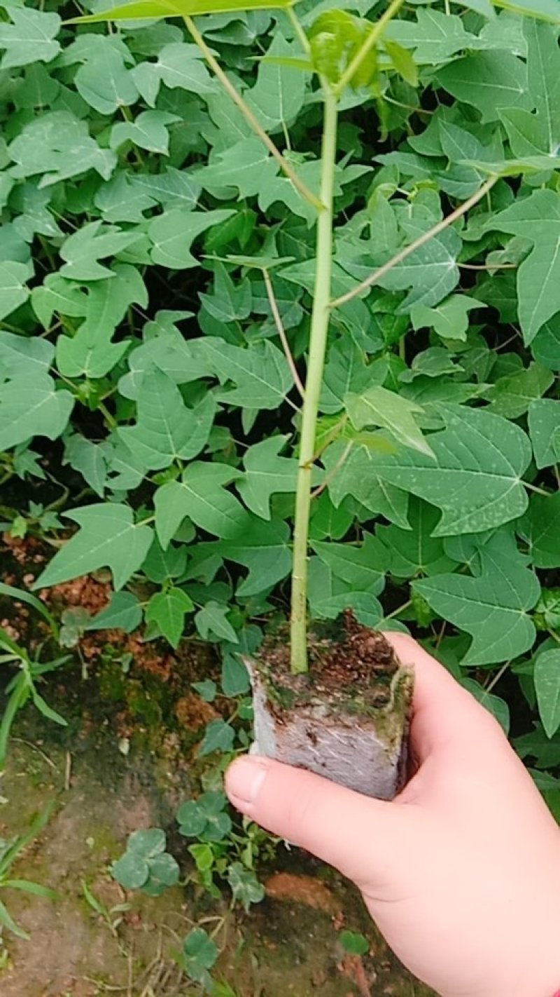 木瓜树苗