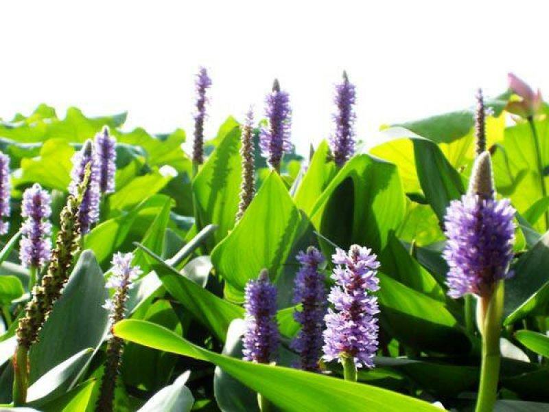 永信水生植物再力花基地直营当年见效，签合同包成活