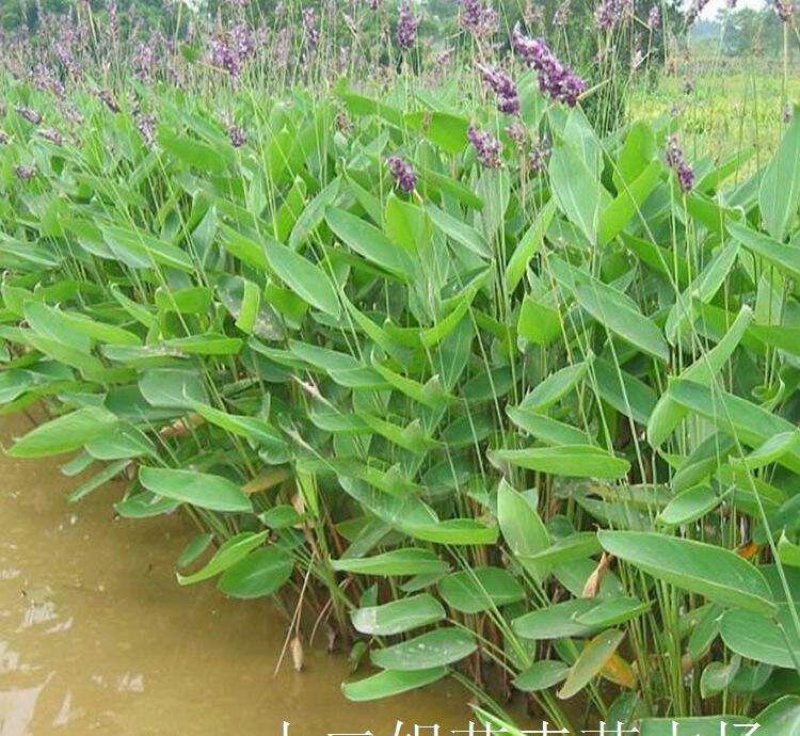 永信水生植物再力花基地直营当年见效，签合同包成活