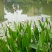 永信水生植物再力花基地直营当年见效，签合同包成活