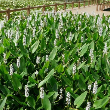 永信水生植物再力花基地直营当年见效，签合同包成活