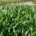 永信水生植物再力花基地直营当年见效，签合同包成活