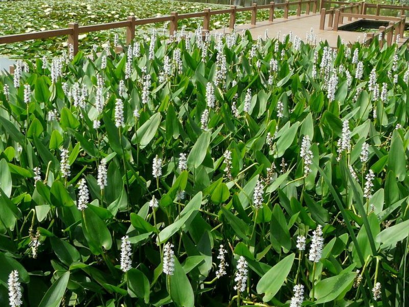 永信水生植物再力花基地直营当年见效，签合同包成活