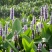 永信水生植物再力花基地直营当年见效，签合同包成活