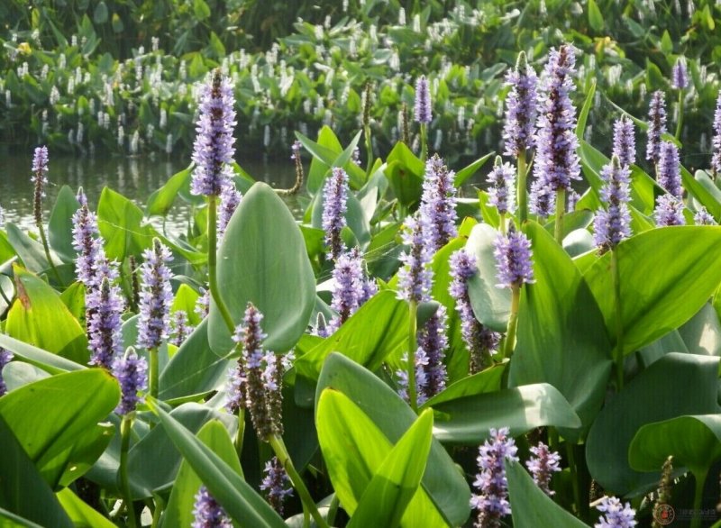 永信水生植物再力花基地直营当年见效，签合同包成活