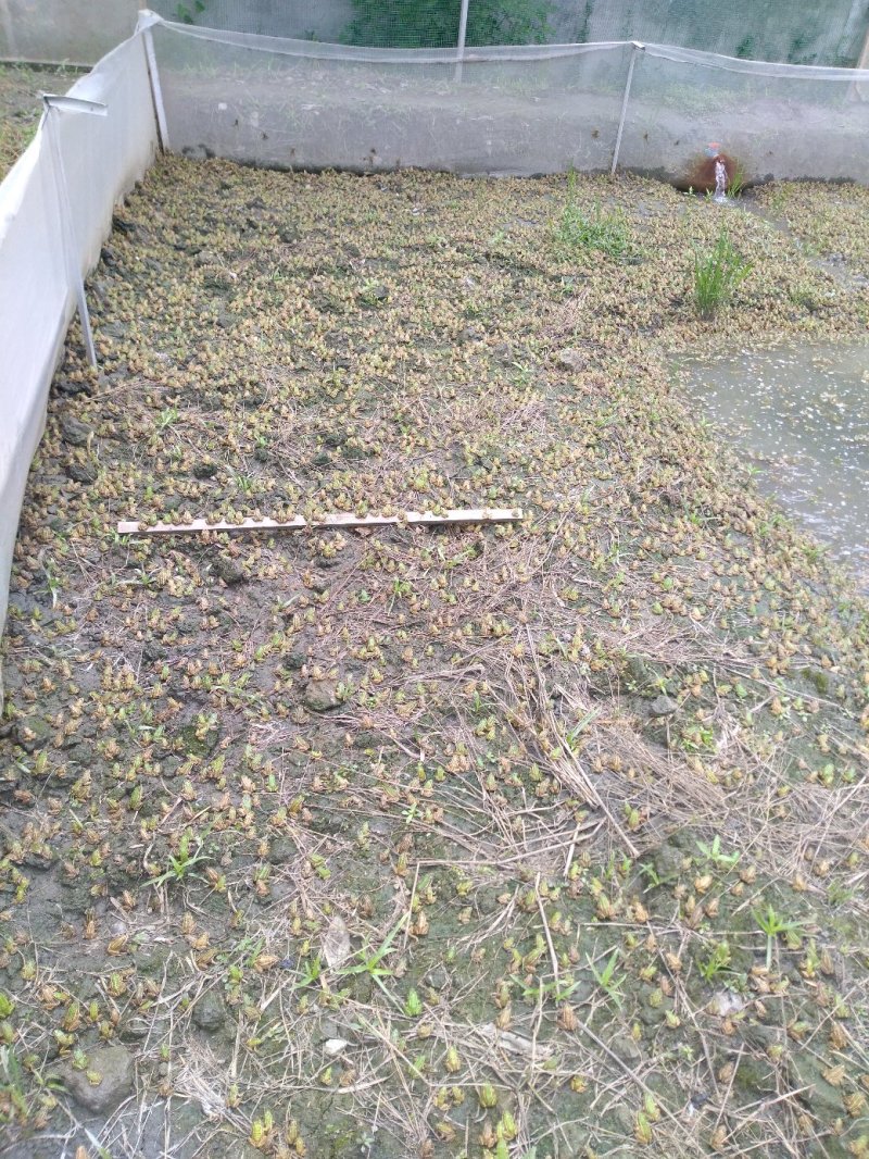 黑斑蛙幼蛙小青蛙种苗青蛙蝌蚪