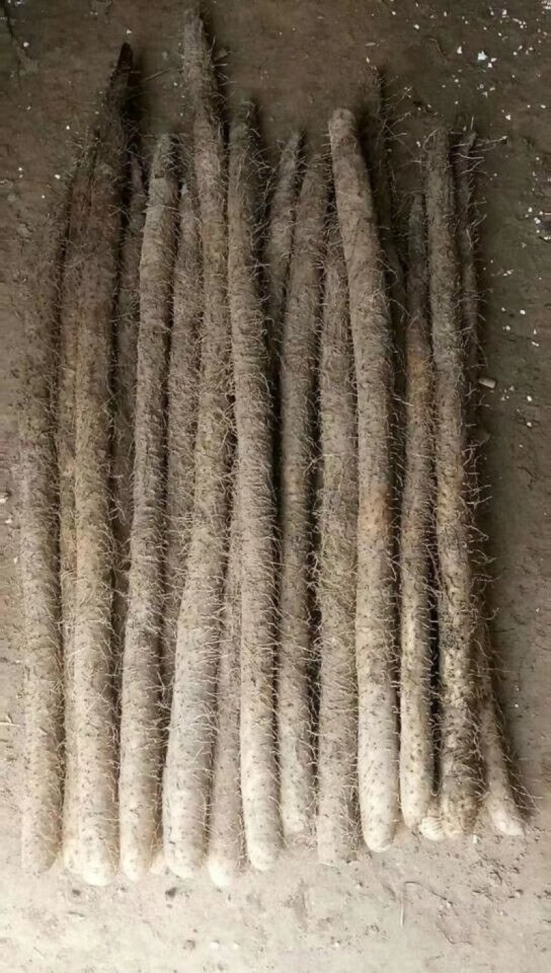 麻山药棒山药河北山药棒药长年有货产地直供