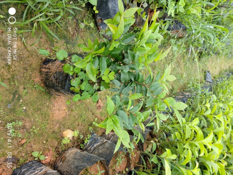 沙巴嘉宝果小苗，四季嘉宝果小苗基地自产自销批发。